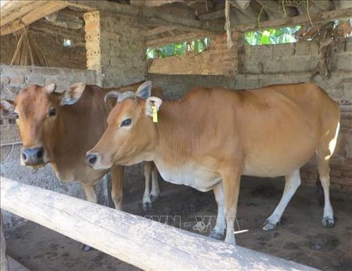 Thanh Hóa bảo tồn nguồn gen bò Vàng bản địa quý hiếm
