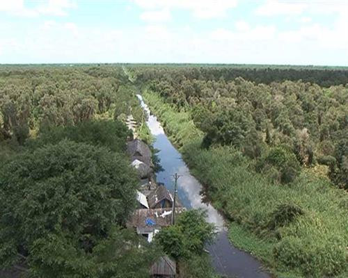 Cà Mau bảo tồn, phát triển rừng quý hiếm