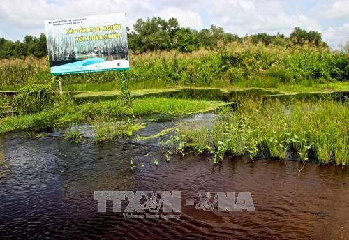 Cà Mau đẩy mạnh trồng rừng, góp phần bảo vệ môi trường