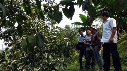 Trồng hồng không hạt mang lại hiệu quả kinh tế cao