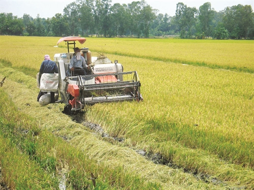 Nhân rộng cánh đồng mẫu lớn ở Tiền Giang
