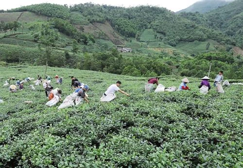 Nghị quyết 37 tạo động lực quan trọng trong phát triển kinh tế - xã hội toàn diện ở Thái Nguyên