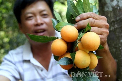 Thừa Thiên - Huế được mùa thanh trà và đầu ra ổn định