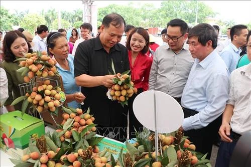 Ngày hội vải thiều Thanh Hà năm 2019