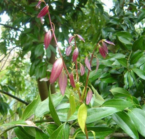 Cách trồng cây quế Thanh Hóa