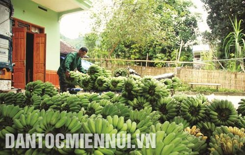 Chuối tây - Cây làm giàu ở xã Kiến Thiết