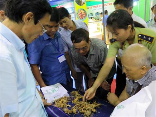 Nâng cao giá trị của cây sâm “Quốc bảo”