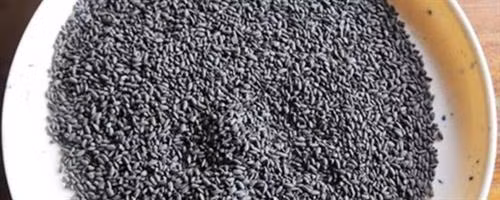 Hóa thạch gạo đen 900 năm tuổi tại Campuchia