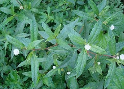 Kỹ thuật trồng và chăm sóc cây thuốc nam