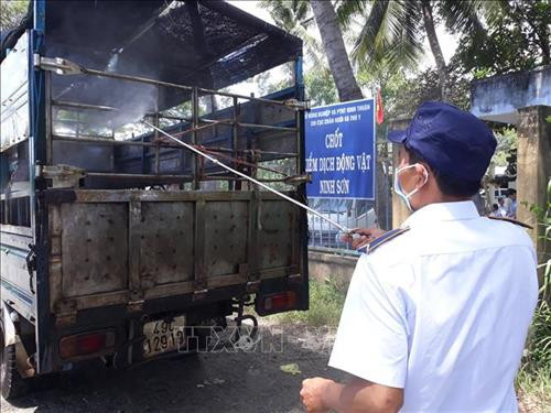 Hướng dẫn kiểm soát vận chuyển lợn để nuôi làm giống, thương phẩm trong và ngoài vùng dịch