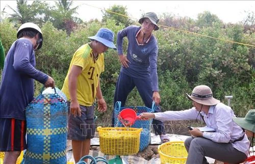 Kiên Giang xử lý các ổ dịch bệnh trên vùng nuôi tôm