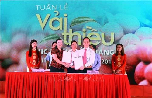 Để vải thiều Bắc Giang rộng đường xuất khẩu