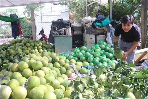 Nâng cấp chuỗi giá trị trái cây đặc sản Bến Tre