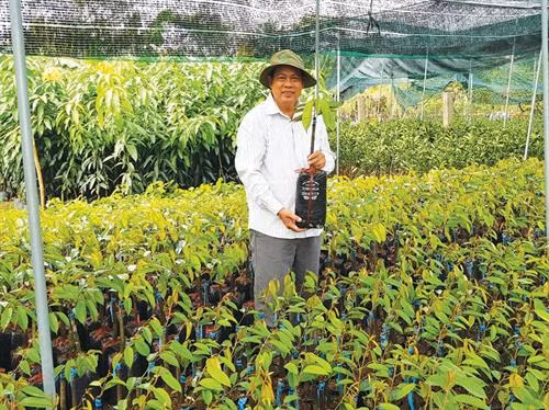 Phát huy thế mạnh “vương quốc cây giống” Chợ Lách