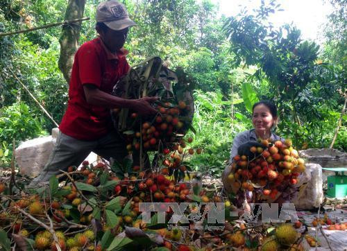 Bến Tre: Giá chôm chôm trái vụ tăng cao
