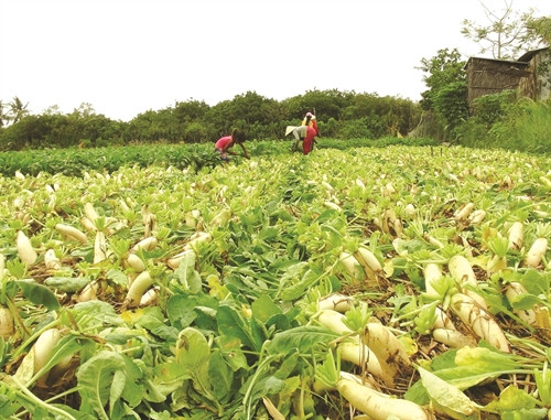 Kỹ thuật trồng củ cải