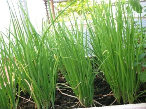 Cách trồng hành lá siêu đơn giản tại nhà