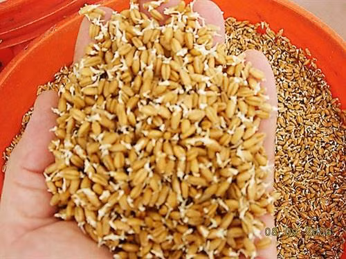 Cách để hạt lúa giống nảy mầm đều
