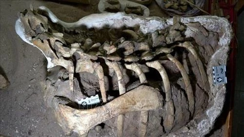 Argentina phát hiện hóa thạch khủng long chân chim mới