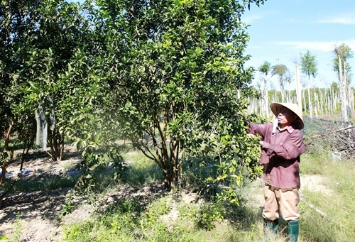 Ông Nguyễn Đông thu nhập cao từ kinh tế trang trại