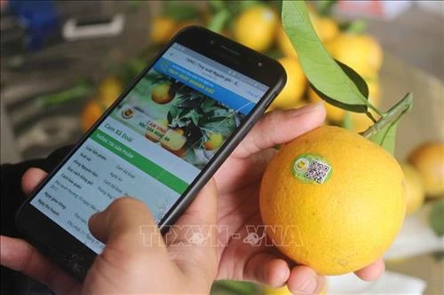 Mở rộng vùng chỉ dẫn địa lý cam Vinh