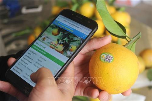 Mở rộng vùng chỉ dẫn địa lý cam Vinh