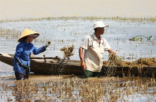 Hàng ngàn héc-ta hoa màu ở Đắk Lắk mất trắng sau lũ