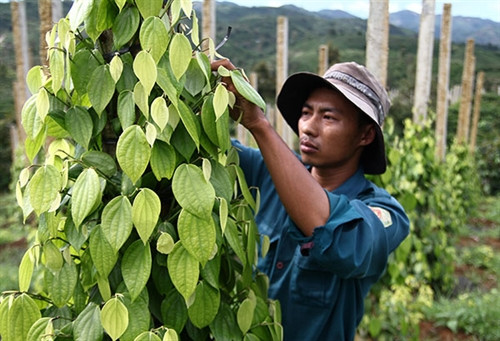 Cảnh báo việc phá bỏ các cây trồng chủ lực để trồng tiêu