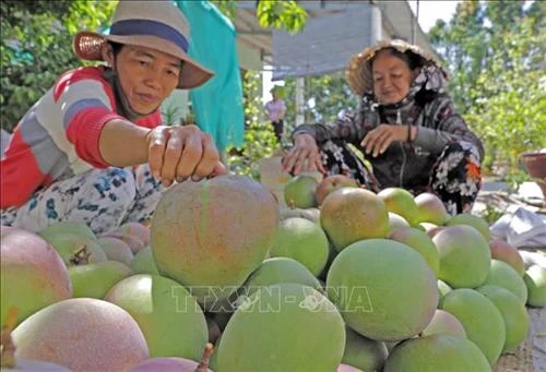 Chuyển đổi cây trồng gắn với ứng dụng công nghệ cao ở Bình Thuận