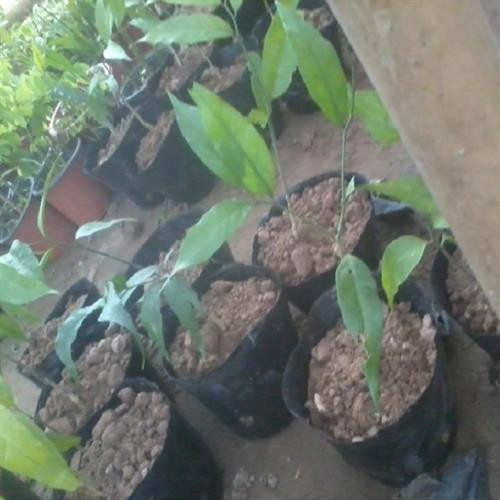 Kỹ thuật gây trồng rau sắng