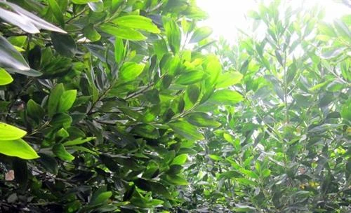 Biện pháp phòng trừ sâu đo gây hại cây keo tai tượng