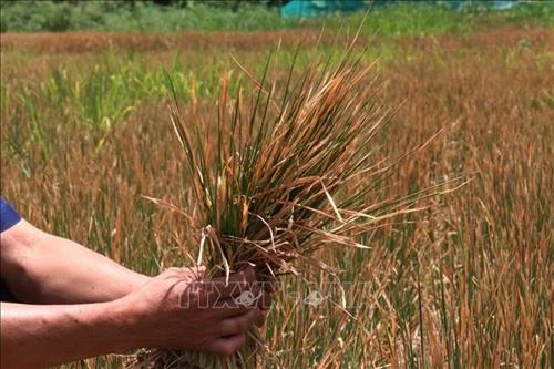Nông nghiệp Tây Nguyên thích ứng với biến đổi khí hậu (Bài 1)