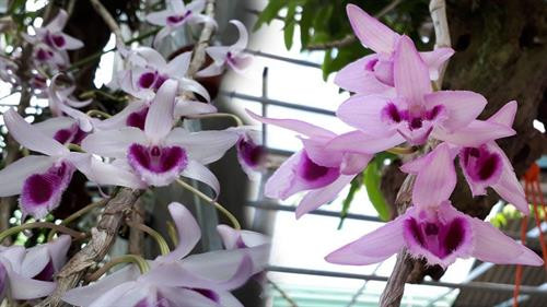 Trồng phong lan - Hướng phát triển kinh tế mới ở phố núi Tuyên Quang