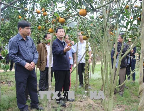 Gia Lai chuyển đổi nhiều diện tích cây công nghiệp sang trồng cây ăn trái