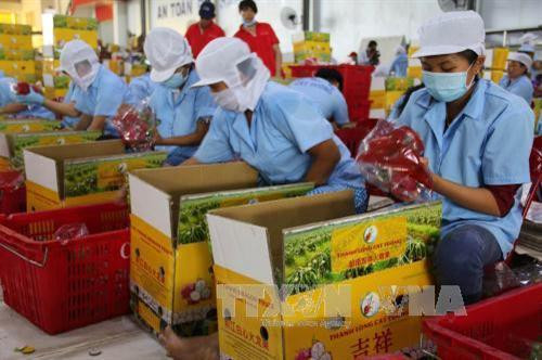 Xuất khẩu quả - rau - hoa giải pháp thoát nghèo cho khu vực nông thôn, miền núi