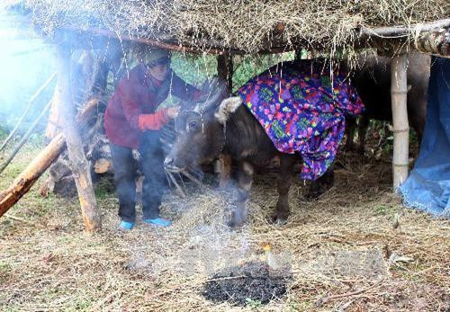 Lạng Sơn tăng cường phòng chống đói rét cho gia súc, gia cầm