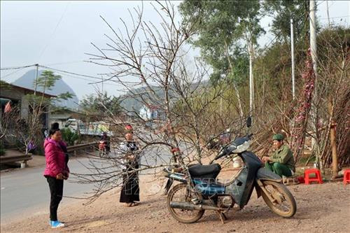 Làng hoa vùng cao xã Chiềng Xôm nhộn nhịp vào vụ Tết