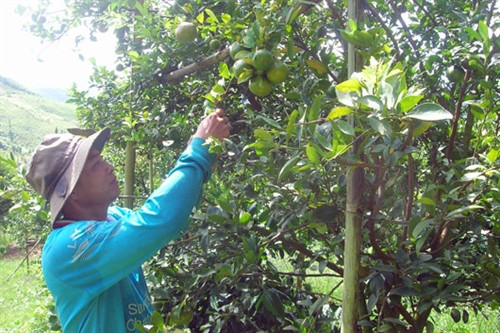 Thành tỷ phú từ trồng cam, quýt