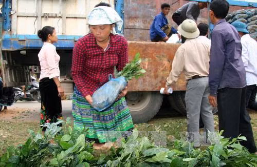 Hỗ trợ sản xuất để đồng bào dân tộc Lai Châu thoát nghèo