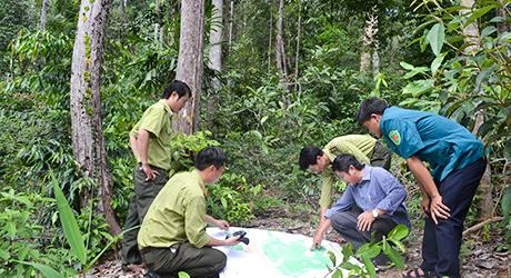 Huyện biên giới Ia H’Drai nỗ lực giữ rừng