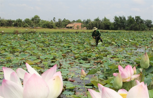 Trồng sen lấy ngó cho hiệu quả kinh tế cao