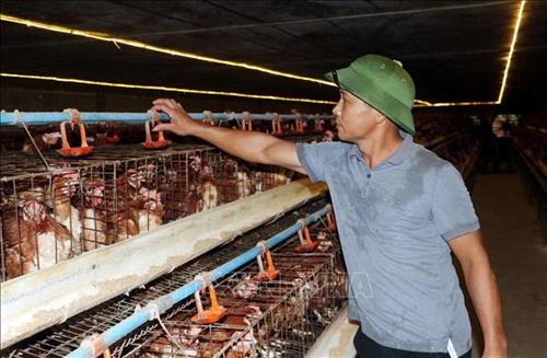 Con đường trở thành tỉ phú của nhà nông trẻ Nguyễn Văn Công