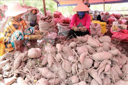 Nông dân huyện Hòn Đất lỗ nặng vì khoai lang rớt giá
