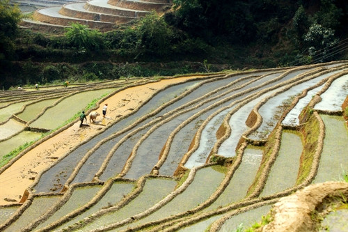 Vẻ đẹp của ruộng bậc thang huyện Trạm Tấu
