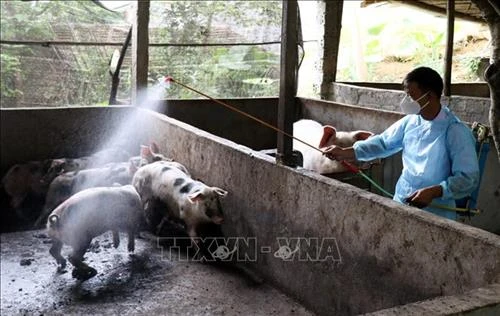 Lạng Sơn khống chế, dập ổ dịch lở mồm long móng trên đàn lợn