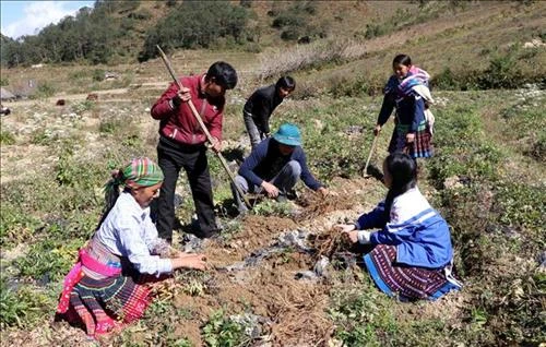 Đánh thức tiềm năng vùng dược liệu Sìn Hồ