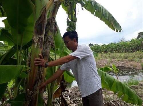  Trồng chuối cùng rau màu, kết hợp nuôi cá thu hàng trăm triệu đồng