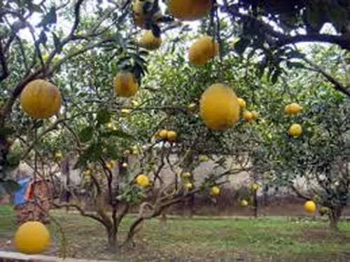 Người đưa bưởi Diễn lên vùng cao