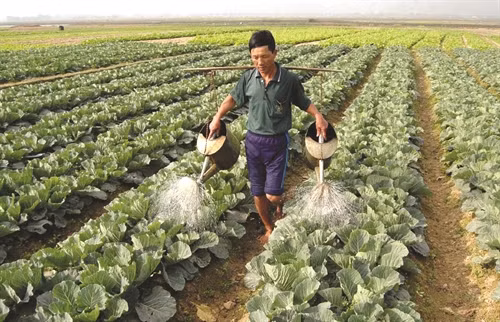 Quy trình sản xuất rau bắp cải an toàn