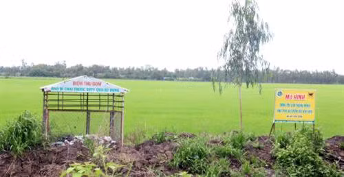 Đồng Tháp hình thành nhiều mô hình sản xuất lúa sạch, chất lượng cao